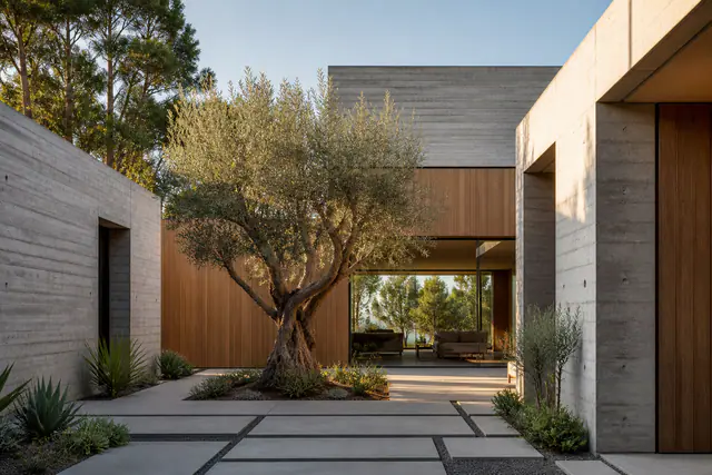 A limestone-and-glass modern house with an old olive tree in the courtyard at dusk
